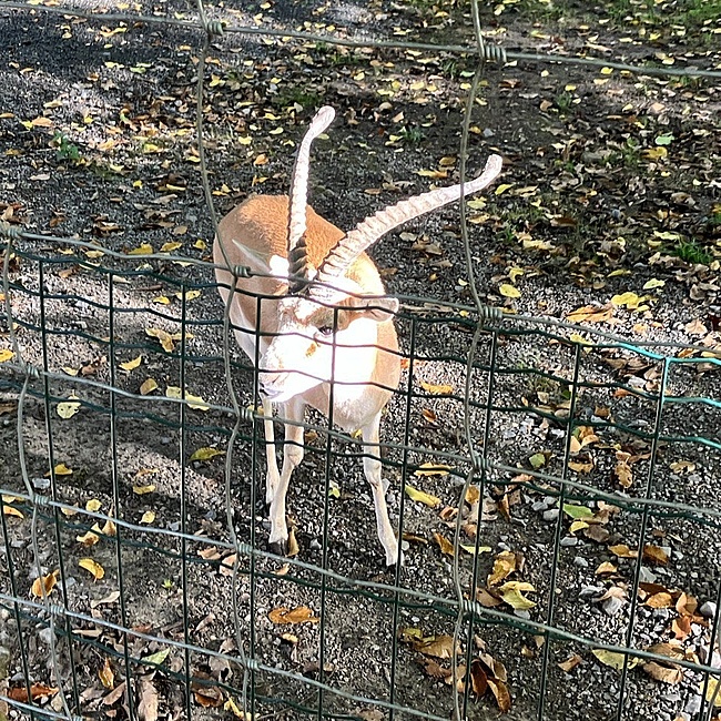 Hier sieht man ein Tier im Tierpark