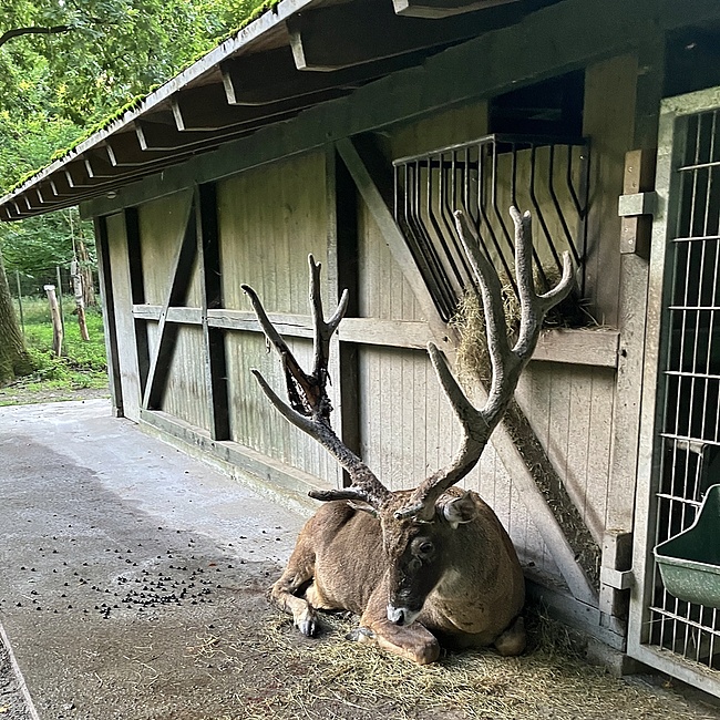 Hier sieht man einen Weißlippenhirsch mit riesigem Geweih